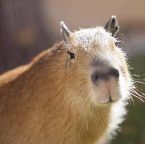 Capybara Biggus Piggus Robotics