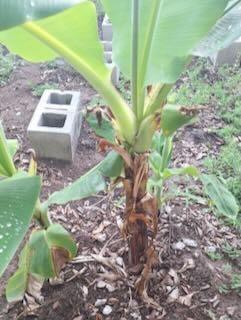 Planting Seeds of Tomorrow